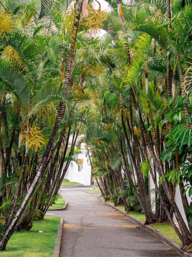 beautiful-path-with-coconuts-trees_23-2148248967