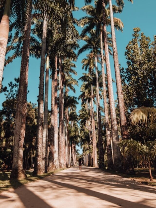 vertical-shot-female-walking-palm-tree-covered-road-botanical-garden-rio-de-janeiro_181624-25617